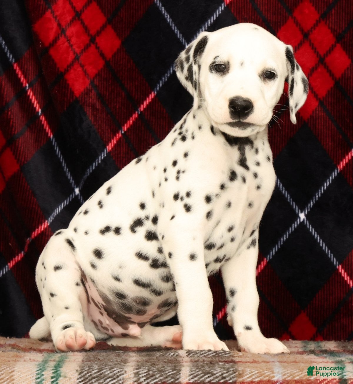 Dalmatian dogs Riley - Ad 2