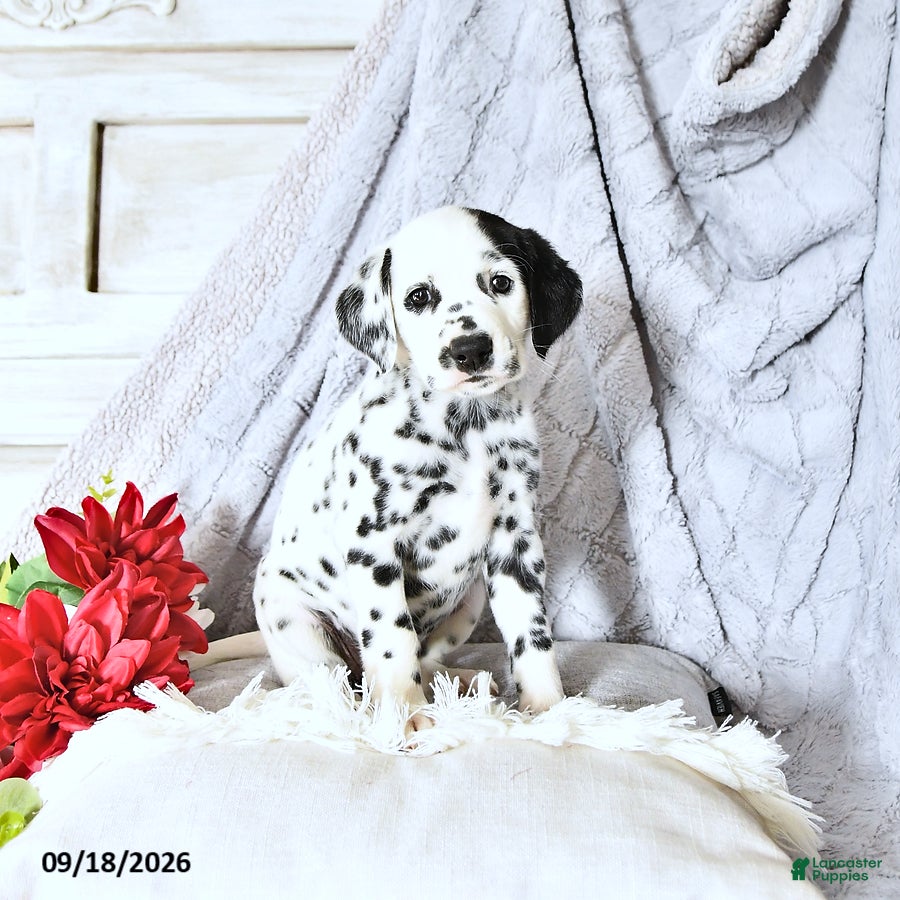 Dalmatian dogs Bailey - Ad 2