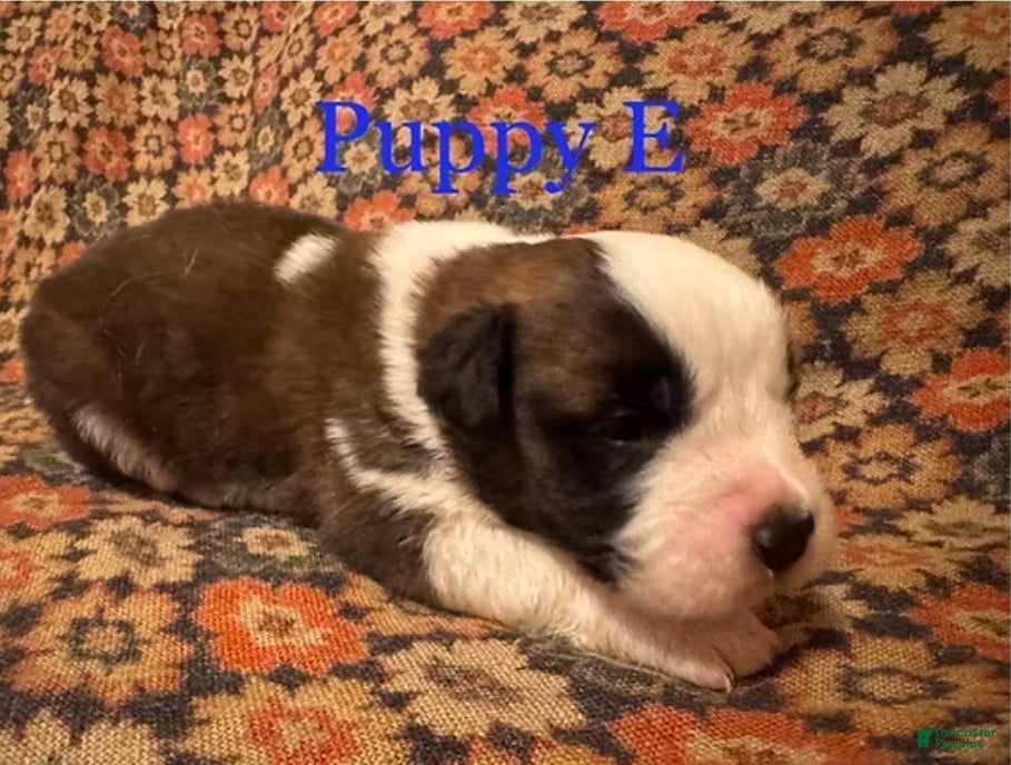 Saint Bernard dogs Saint Bernard Puppy 4 - Ad 6