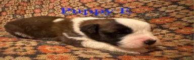 Saint Bernard Puppy 4