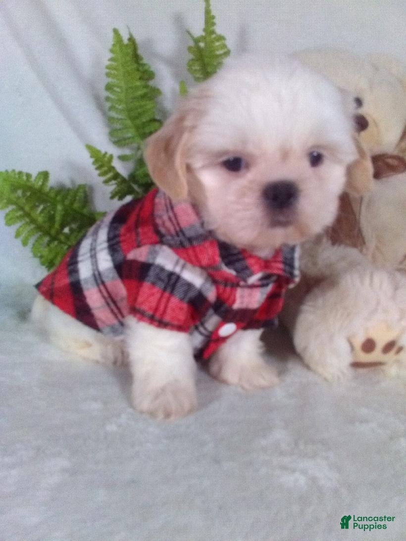 Shih Tzu dogs Alex  - Ad 2