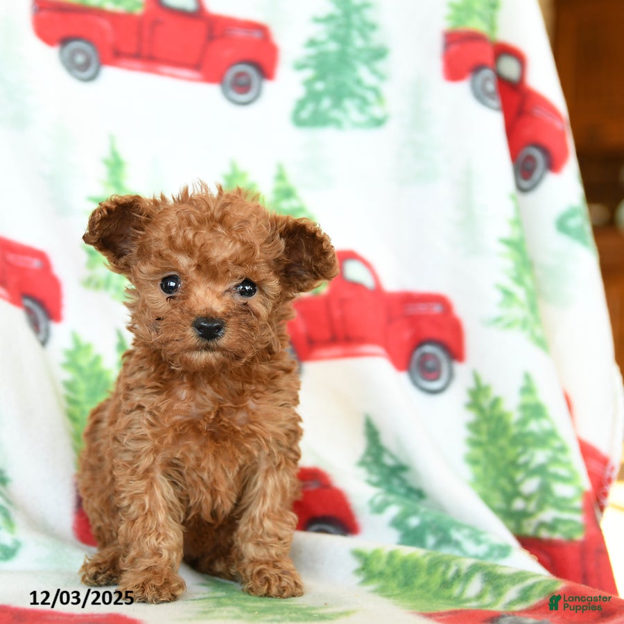 Toy Poodle dogs Vivian - Ad 38