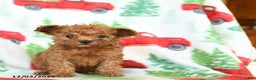 Toy Poodle dogs for sale: Vivian - Ad 1