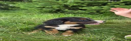 Bernedoodle dogs for sale: Bernedoodle light green - Ad 3