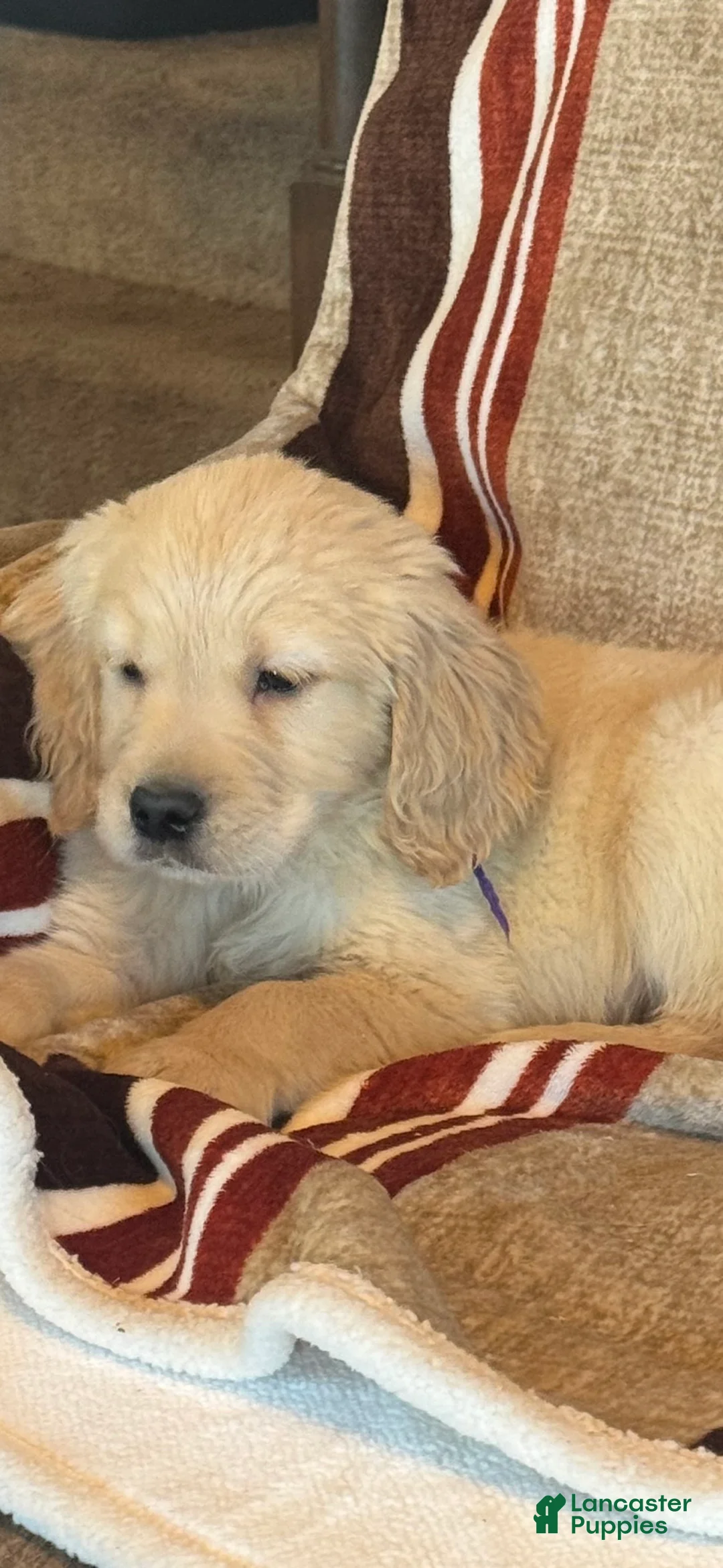 Golden Retriever dogs for sale: Purple Male -Penny  - Ad 8