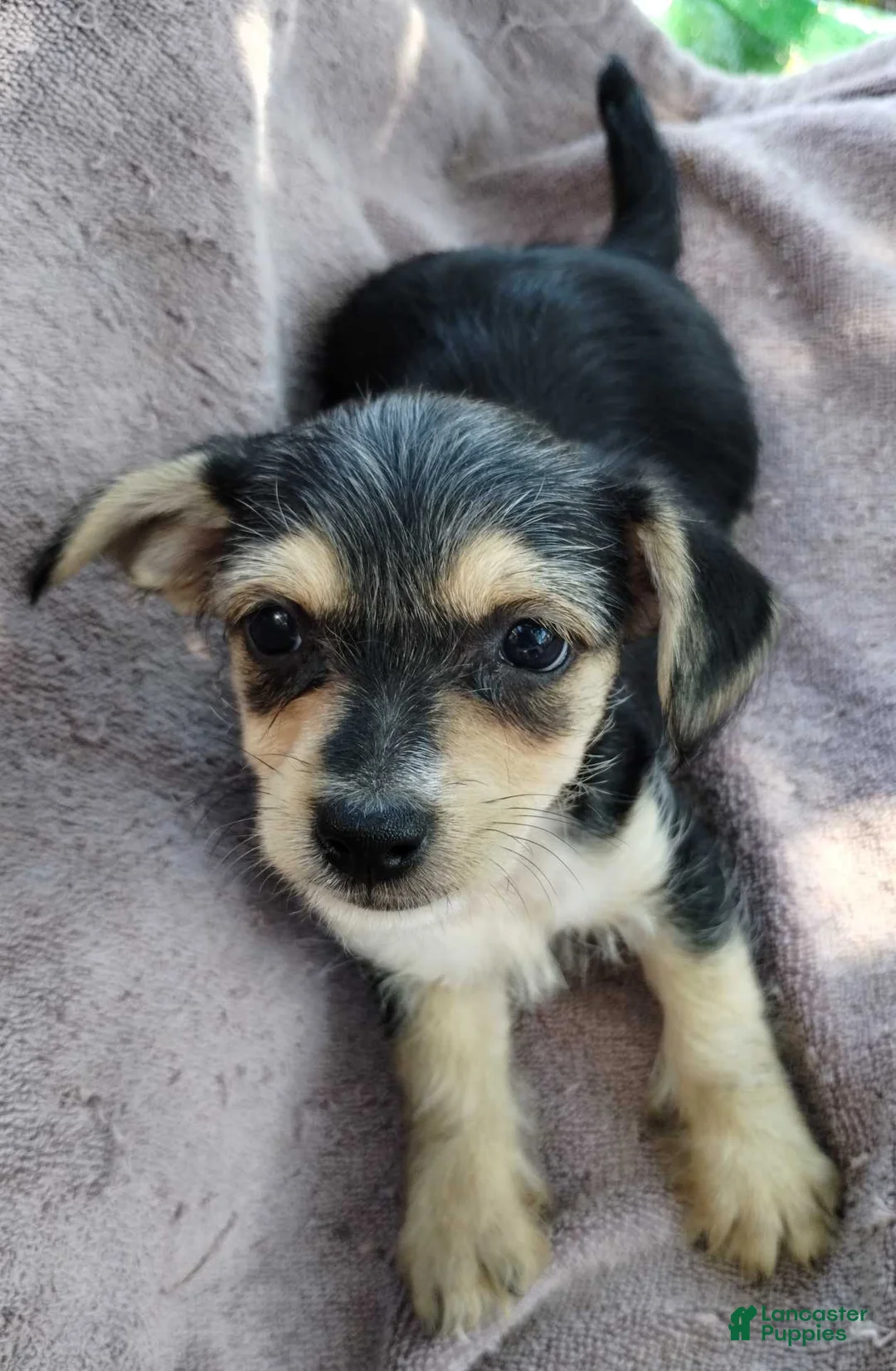 Mixed Breed dogs for sale: Girl  - Ad 2