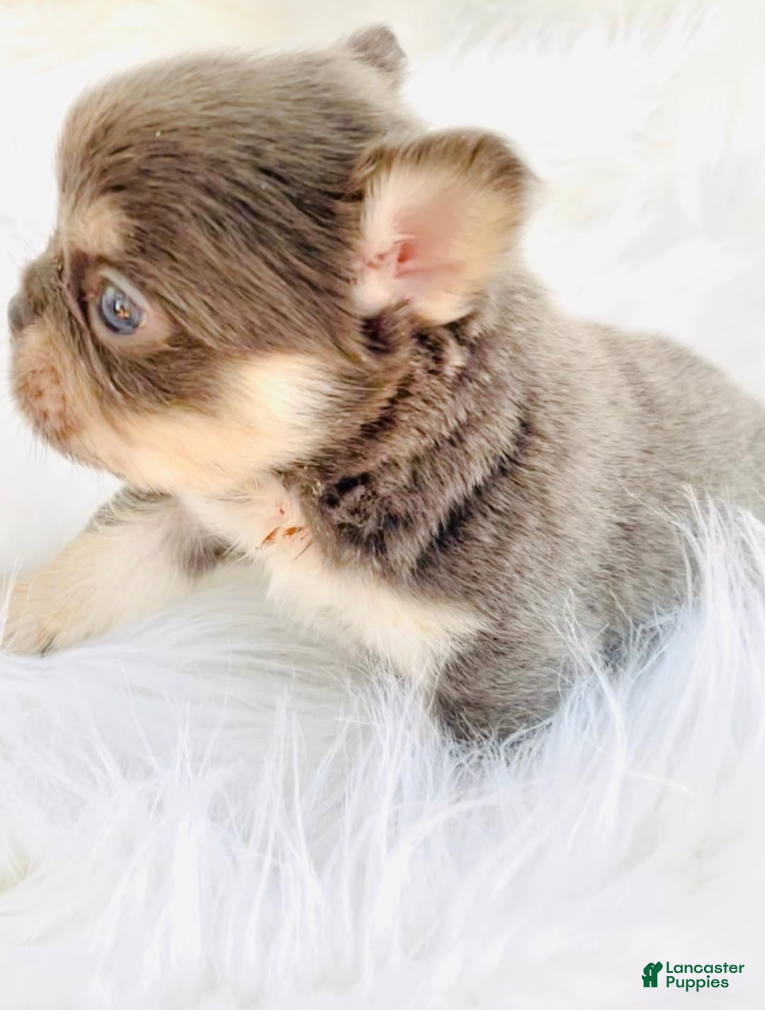 French Bulldog dogs for sale: FLUFFY MINI French Bulldog Puppy 1 - Ad 2