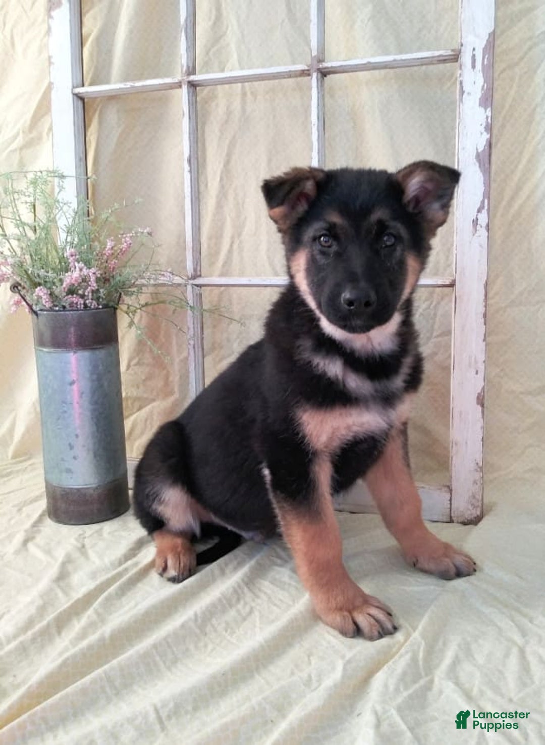 Gallery Image {{count}}