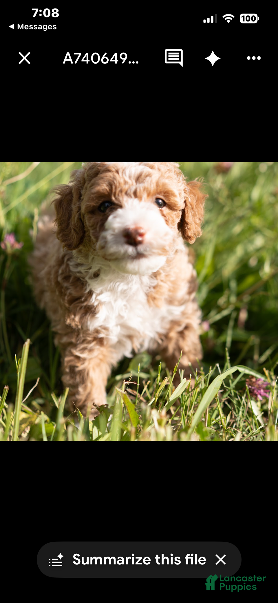 Mini Goldendoodle dogs Mini Goldendoodle 2 Hank - Ad 10