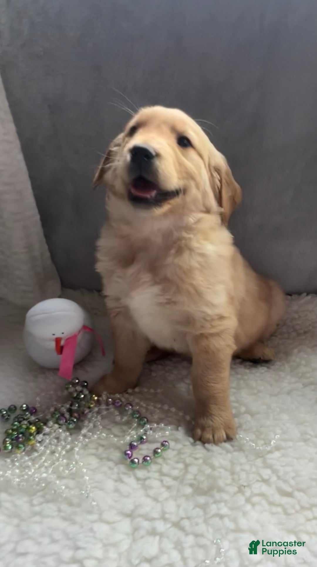 Golden Retriever dogs for sale: Benson  - Ad 5
