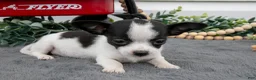 Chihuahua dogs for sale: Alina - Ad 2