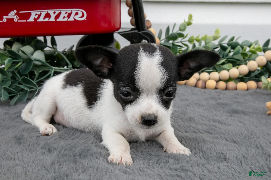 Chihuahua dogs for sale: Alina - Ad 2