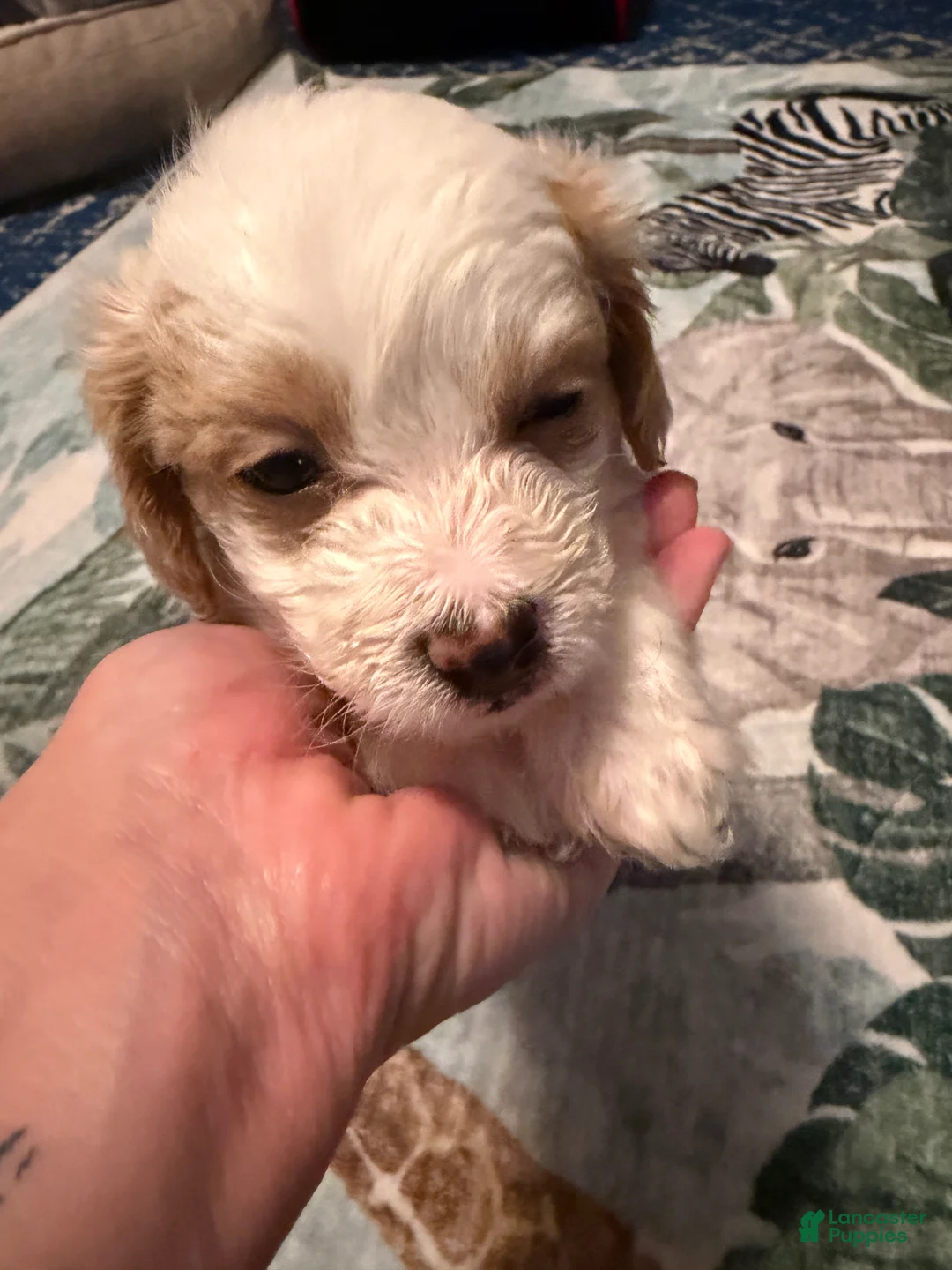 Mixed Breed dogs for sale: Stone - Ad 2