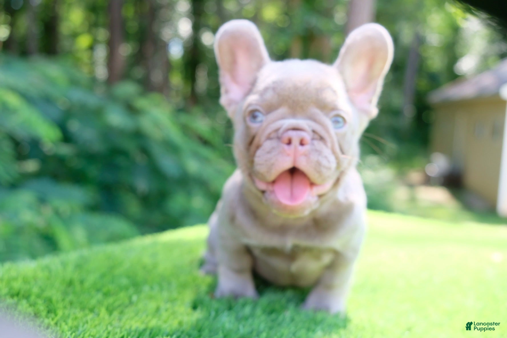 French Bulldog dogs French Bulldog 1 - Ad 2