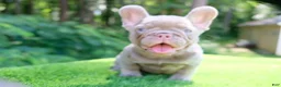 French Bulldog dogs for sale: French Bulldog 1 - Ad 8