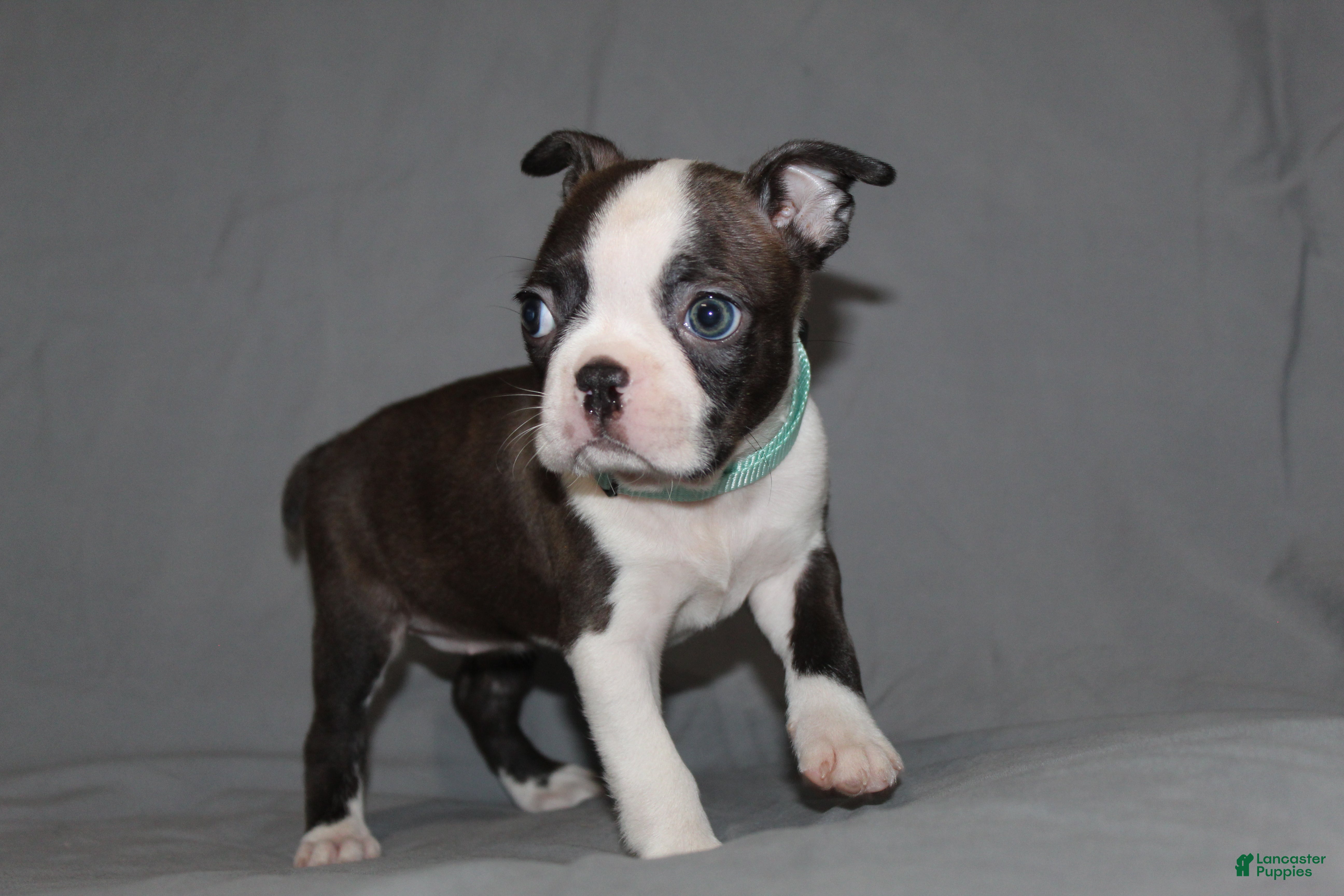 Boston Terrier dogs Lucy - Ad 2