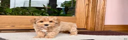 Havapoo dogs for sale: Havapoo Puppy 1 - Ad 10