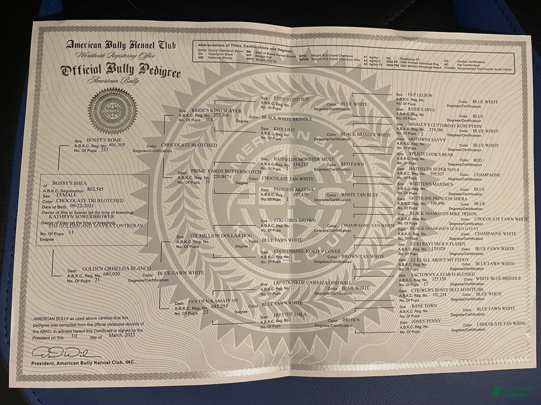 American Bully dogs for sale: Sabey  - Ad 7