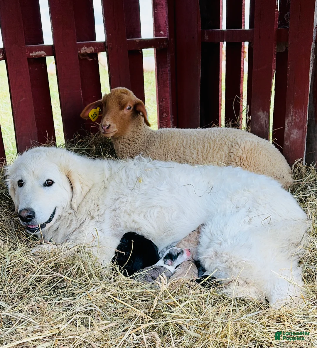 Mixed Breed dogs for sale: Arthur - Ad 2