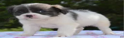 Mixed Breed dogs for sale: Zoey blue pied fluffy  - Ad 3