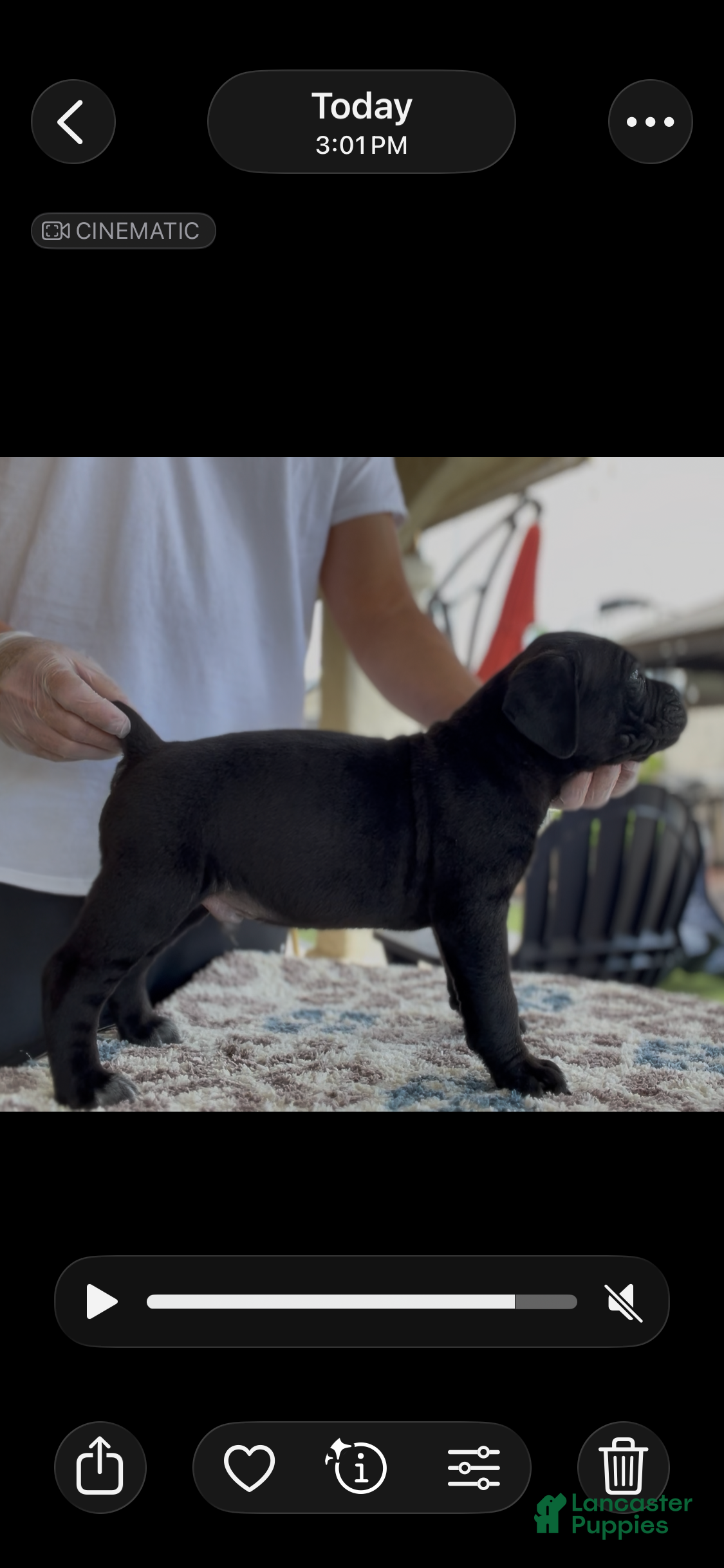 Cane Corso dogs Leon - Ad 2
