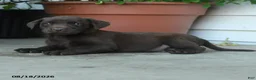 Labrador Retriever dogs for sale: Pete - Ad 3