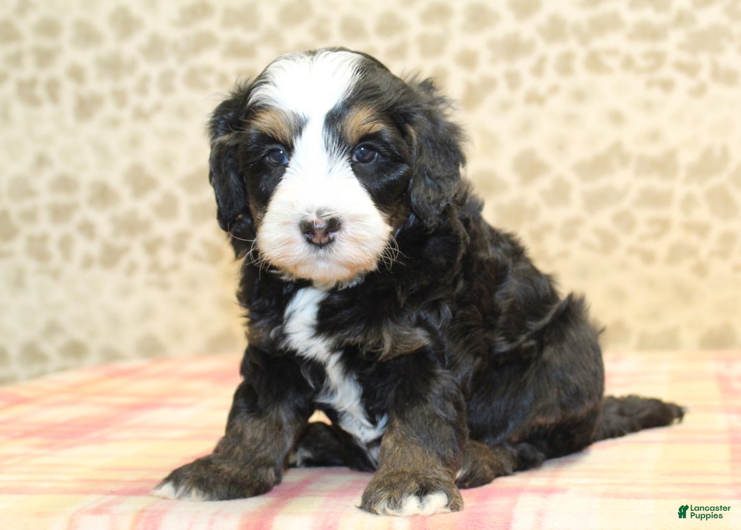 Mini Bernedoodle dogs for sale: Nate - Ad 6