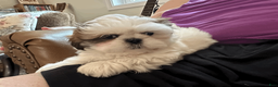 Shih Tzu dogs for sale: Shih Tzu 1 - Ad 5