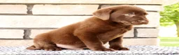 Labrador Retriever dogs for sale: Oscar - Ad 6