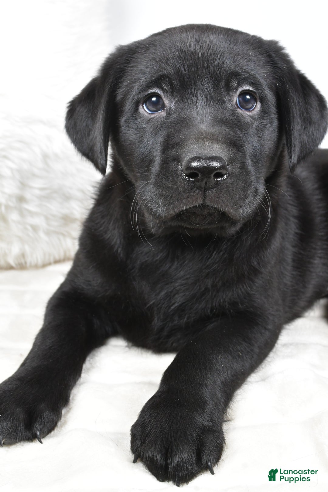 Labrador Retriever dogs for sale: Molly - Ad 5