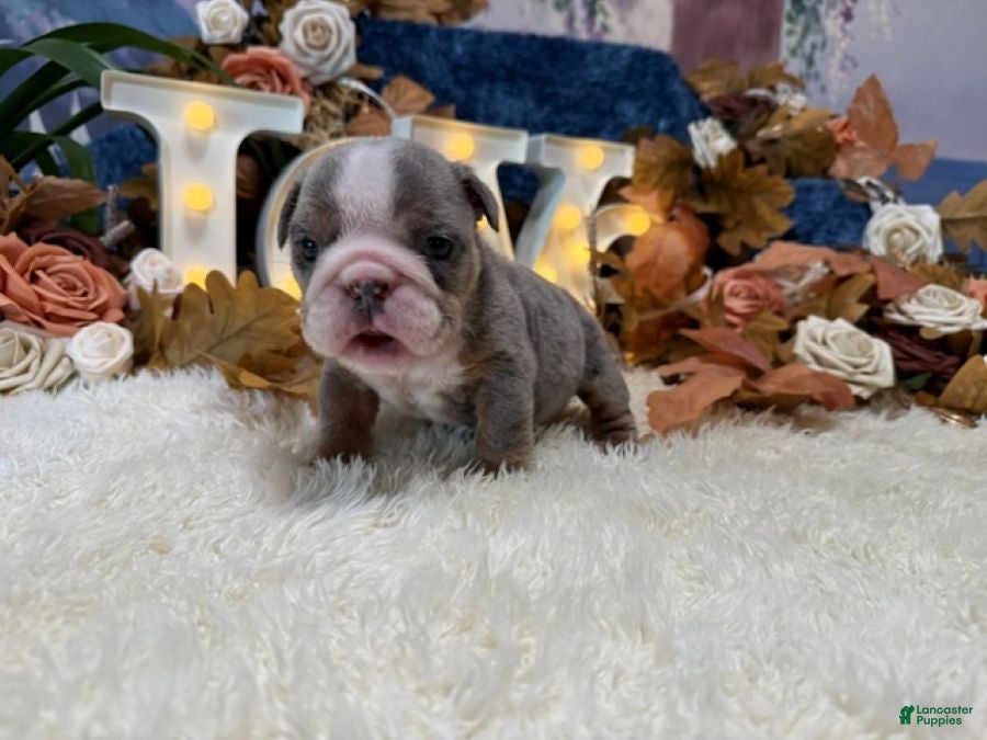 English Bulldog dogs Lola (lite Merle) - Ad 2
