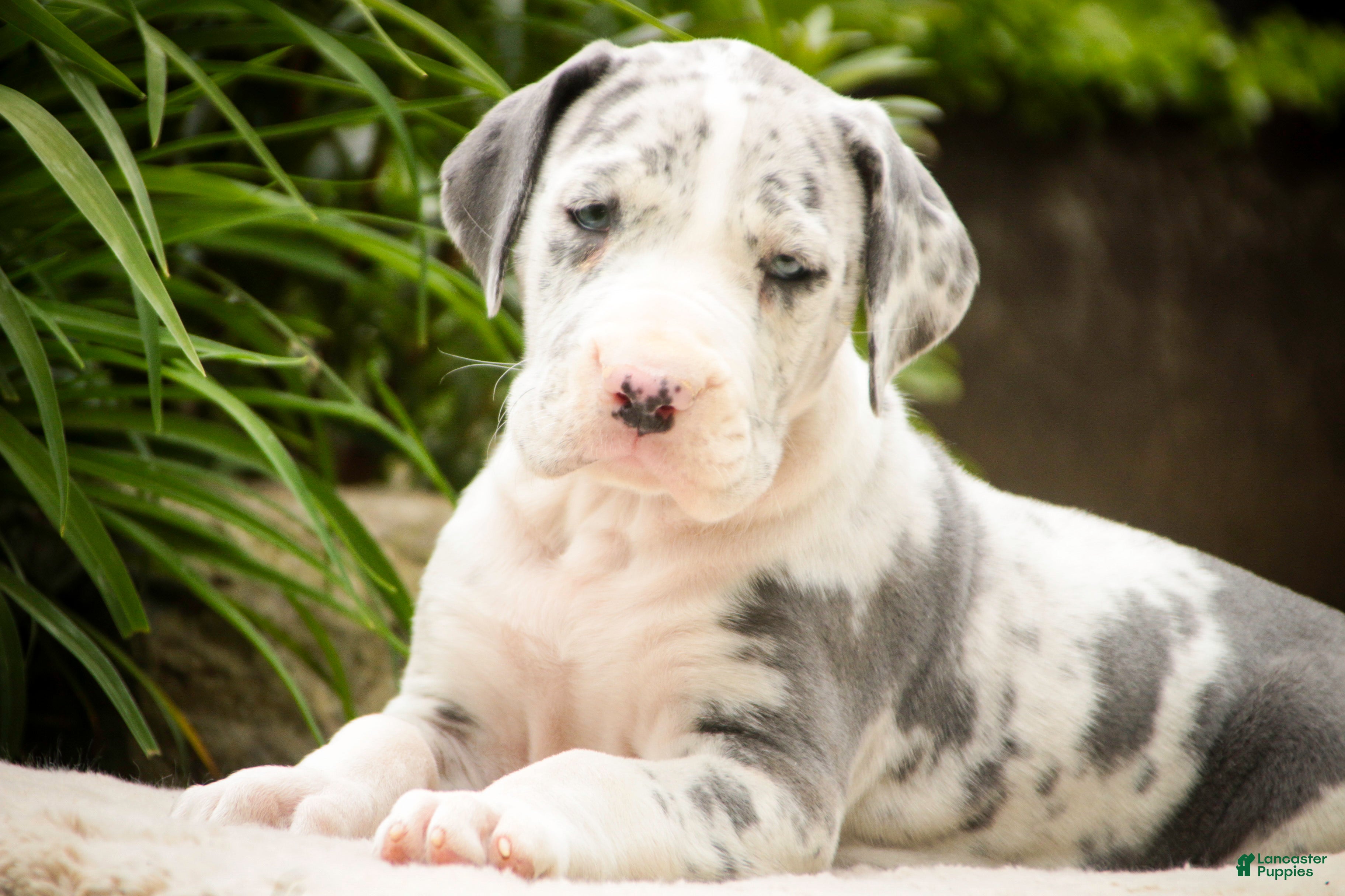 Great Dane dogs Skye - Ad 1