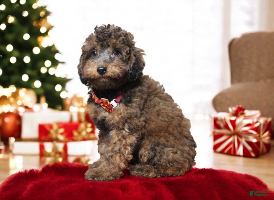 Toy Poodle dogs for sale: Denim  - Ad 4