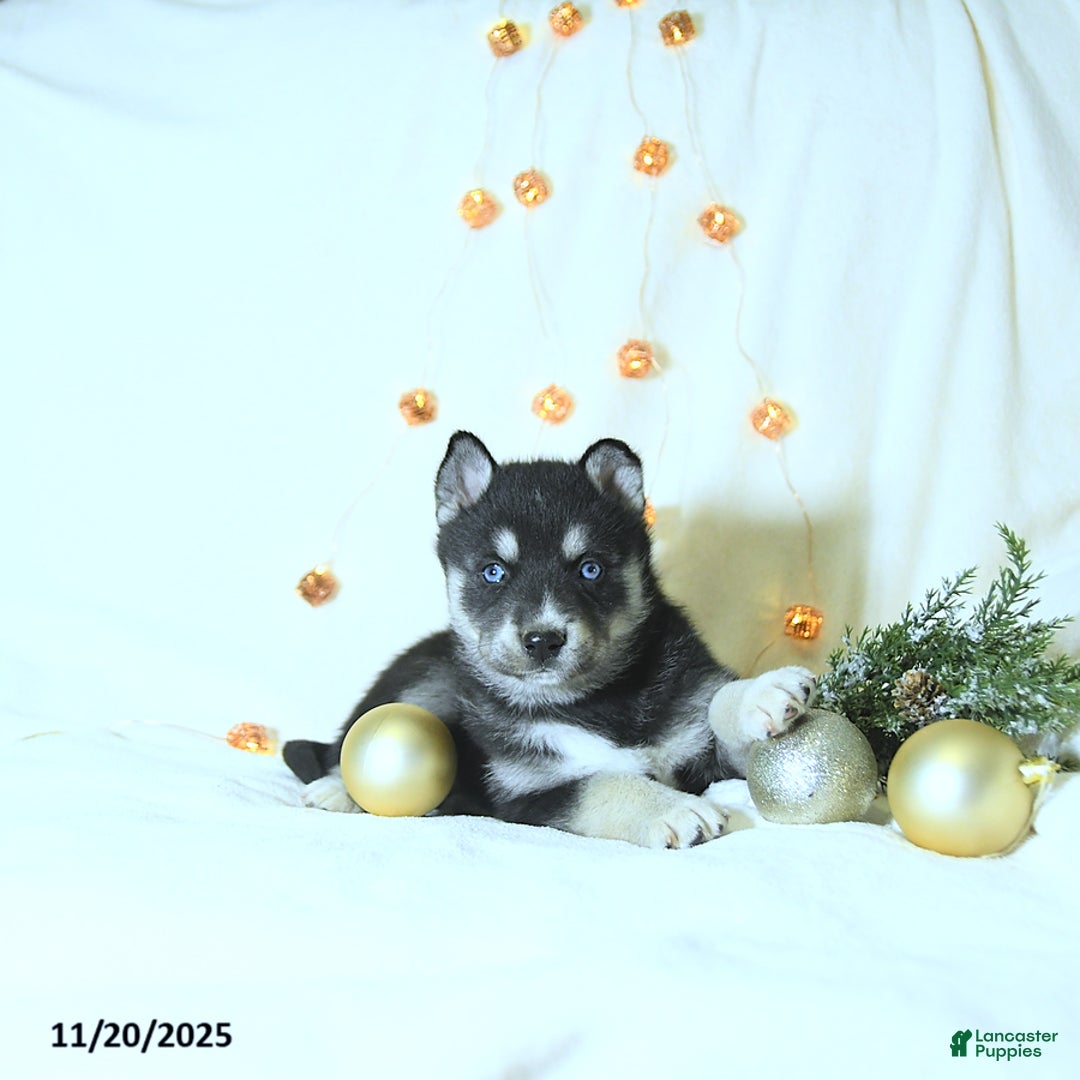 Siberian Husky dogs for sale: Willow - Ad 3