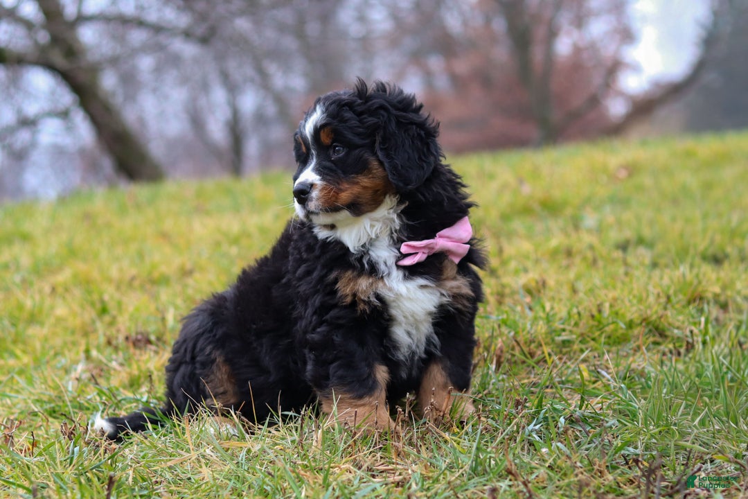 Bernese Mountain Dog dogs for sale: Sadie - Ad 2