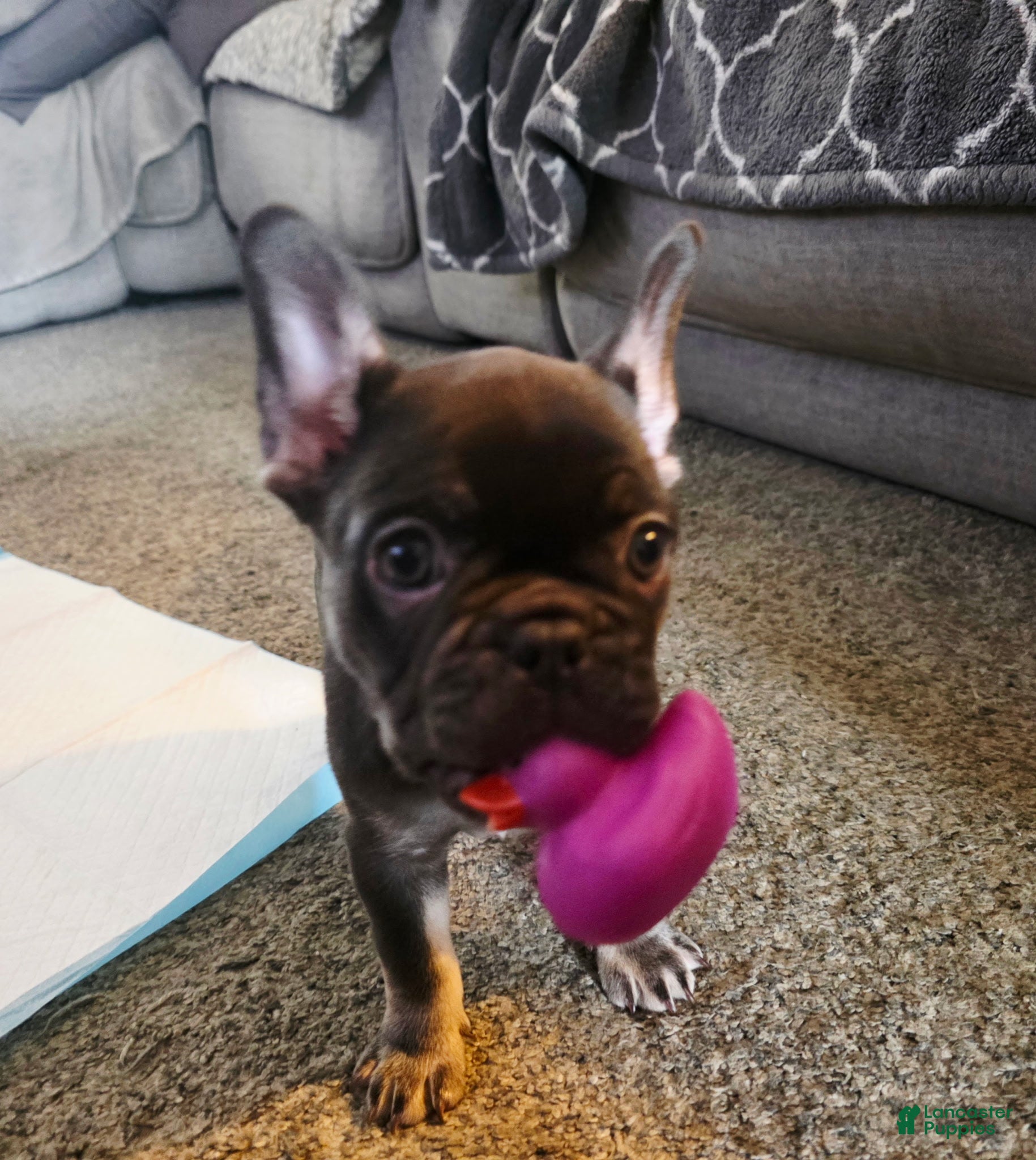 French Bulldog dogs Kiwi - Ad 2
