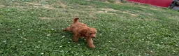 Mini Aussiedoodle dogs for sale: Cedar - Ad 3