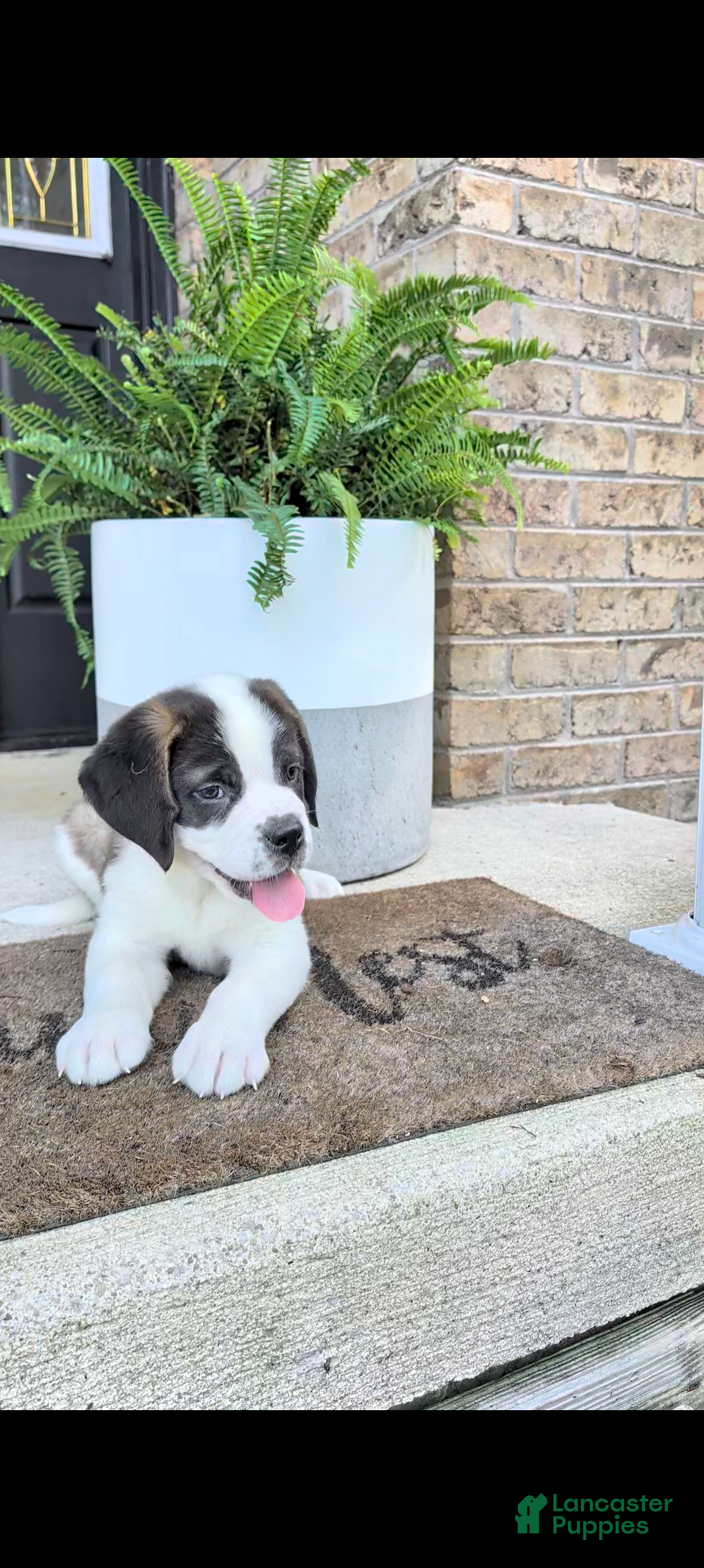 Saint Bernard dogs Bella - Ad 2