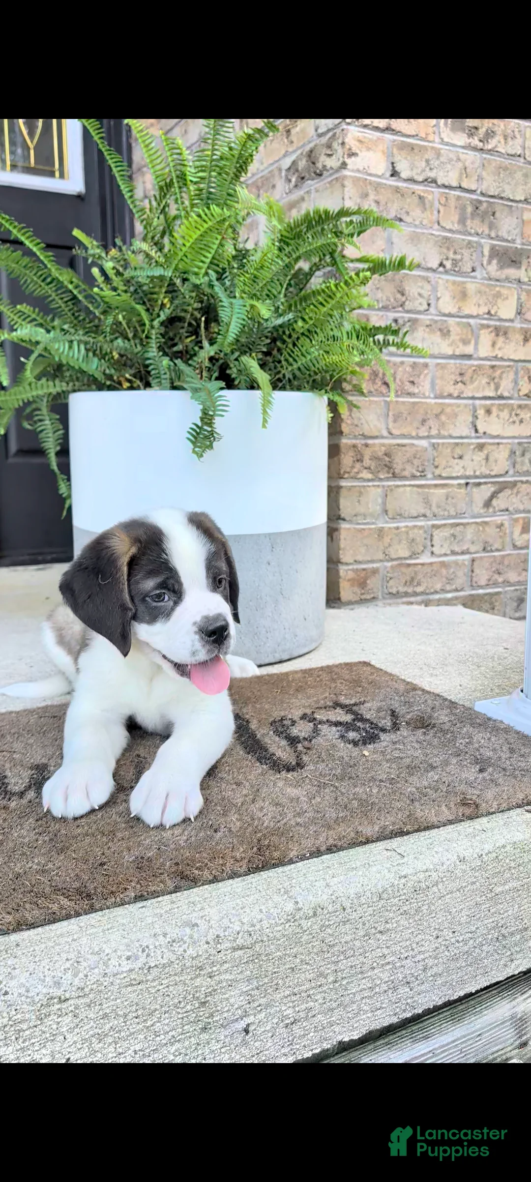 Saint Bernard dogs for sale: Bella - Ad 2