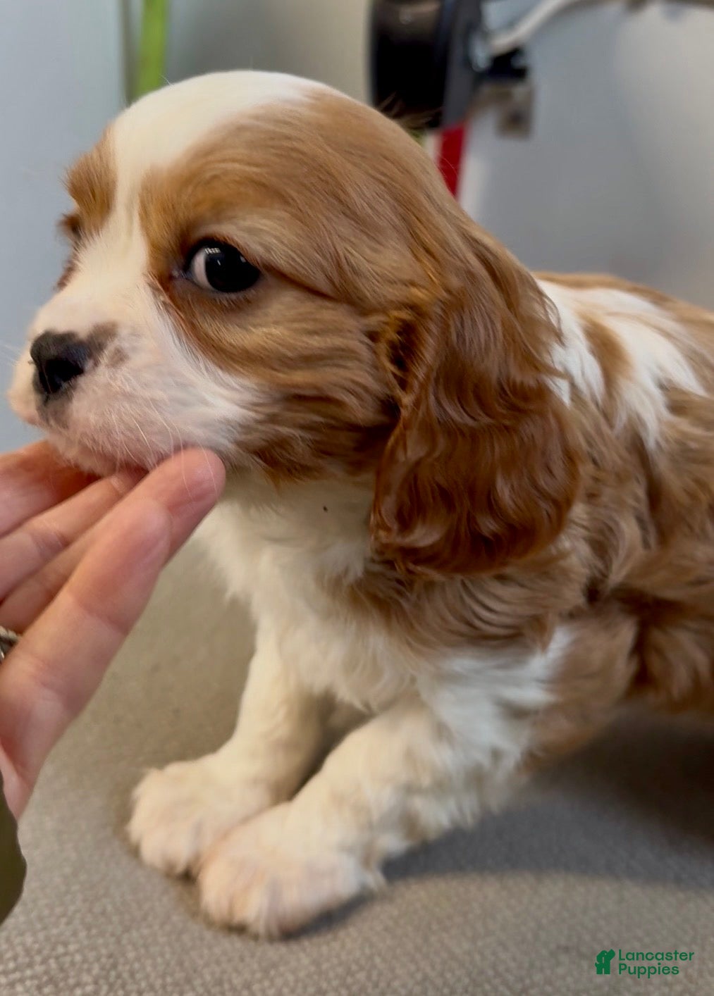 Cavalier King Charles Spaniel dogs Cain - Ad 31