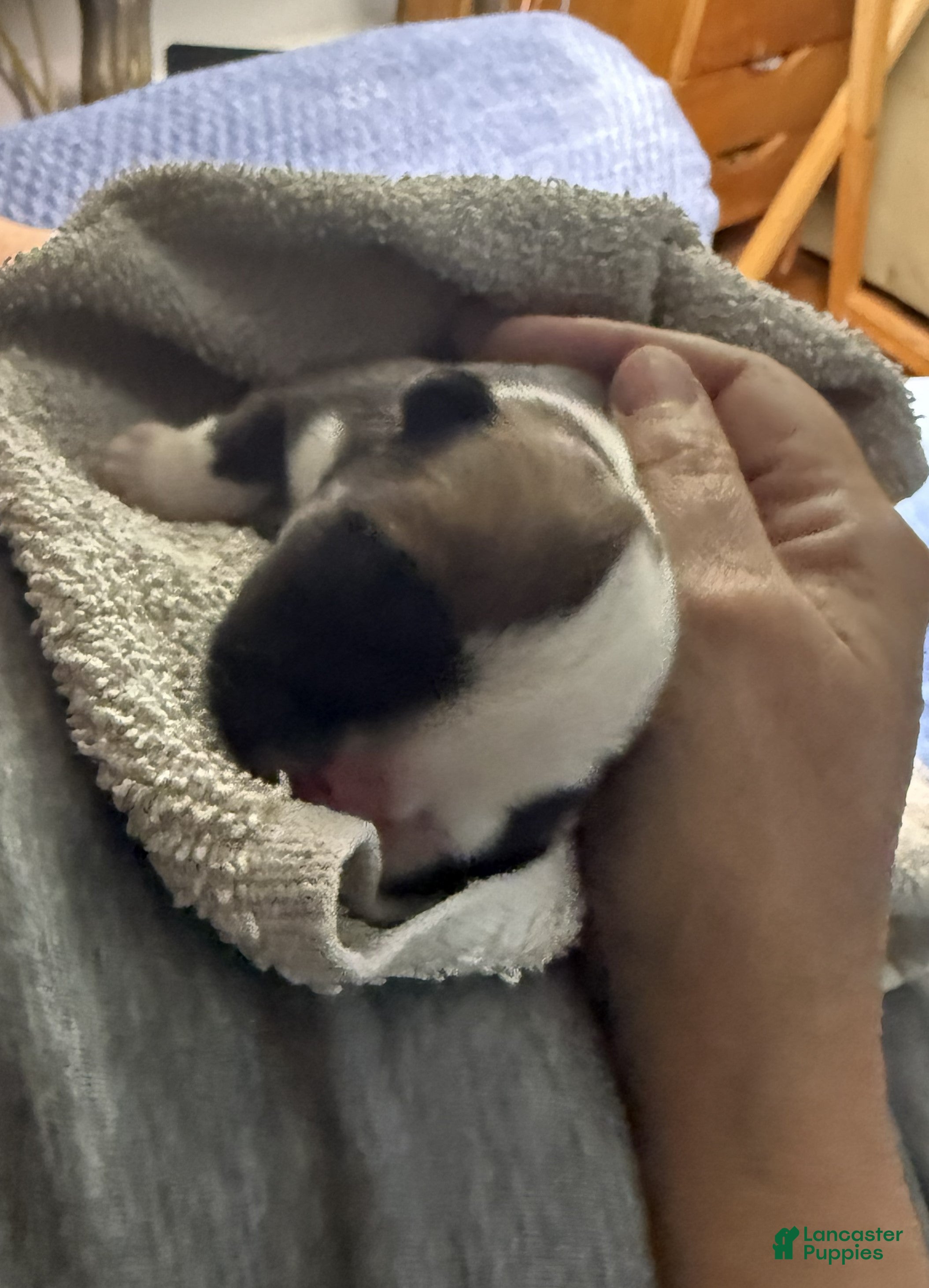 English Bulldog dogs Leo - Ad 1