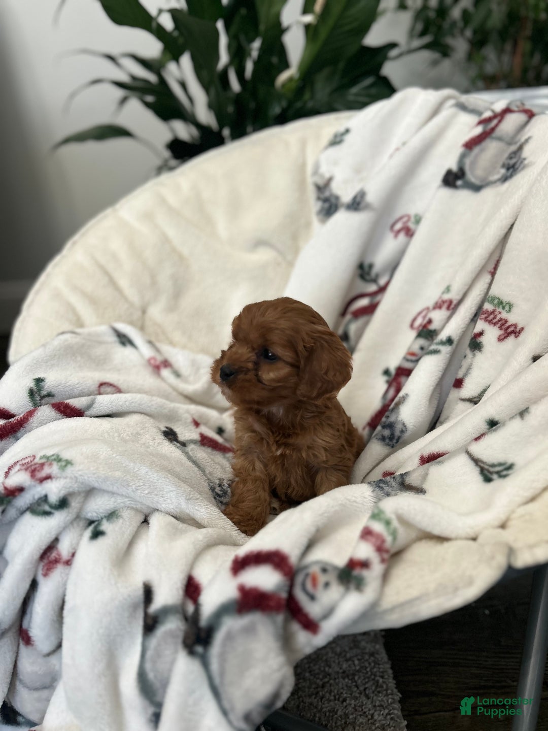 Cavapoo dogs for sale: Cavapoo Puppy 4 - Ad 4