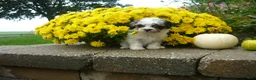 Yorkiepoo dogs for sale: Yorkiepoo 3 - Ad 3
