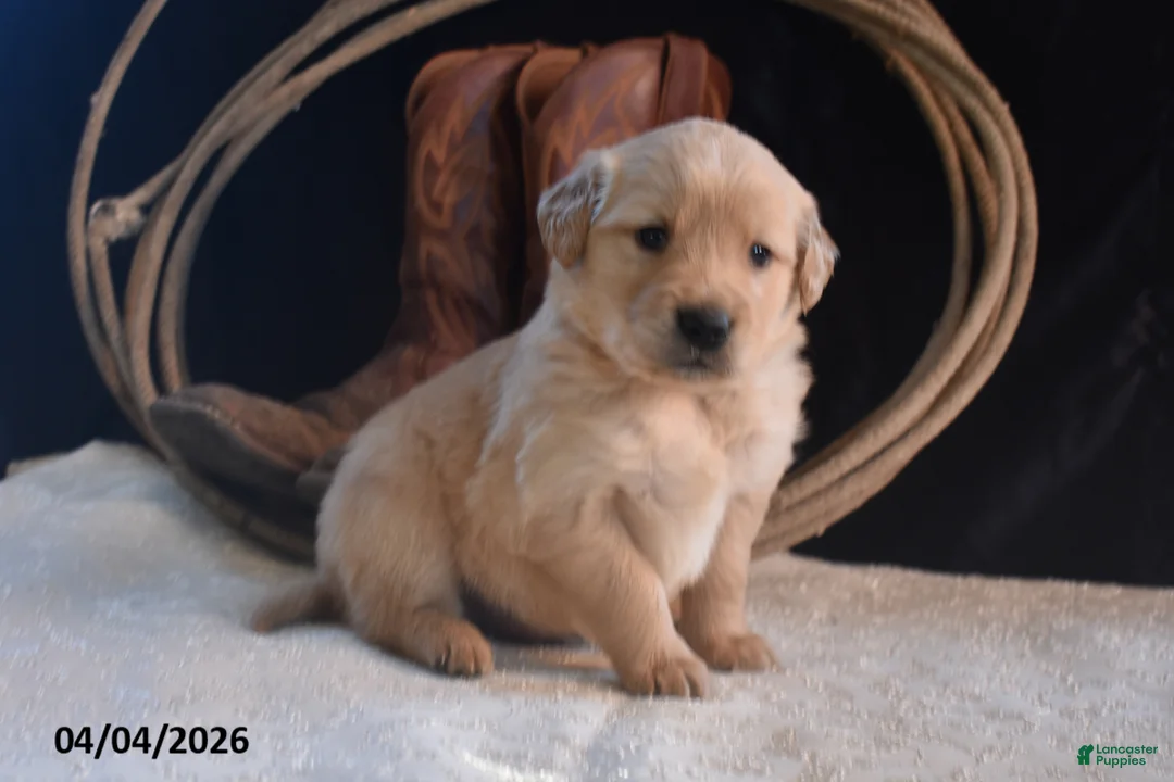 Golden Retriever dogs for sale: Kyle - Ad 3