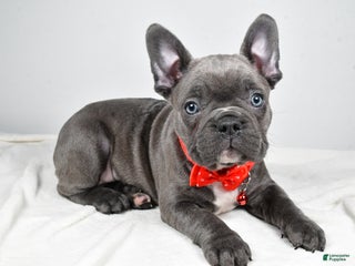 Mixed Breed dogs Russell - Ad 5