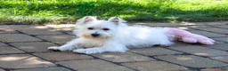 West Highland Terrier dogs for sale: Caroline - Ad 4