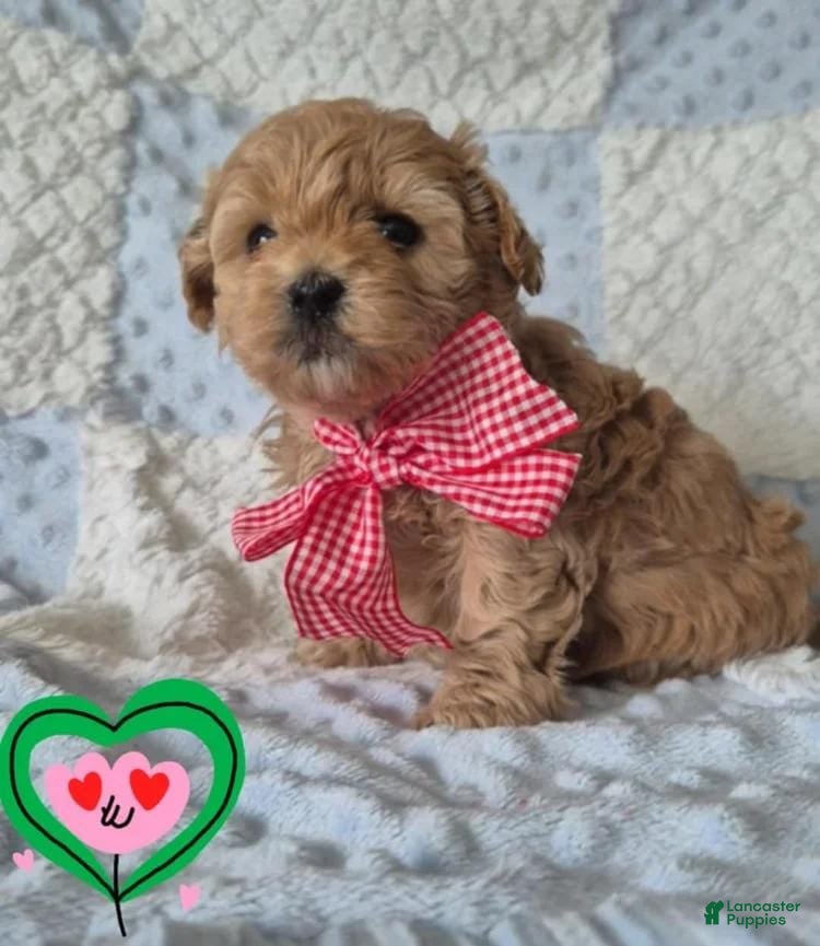 Maltipoo dogs Molly - Ad 37