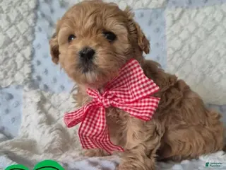 Maltipoo dogs Molly - Ad 37