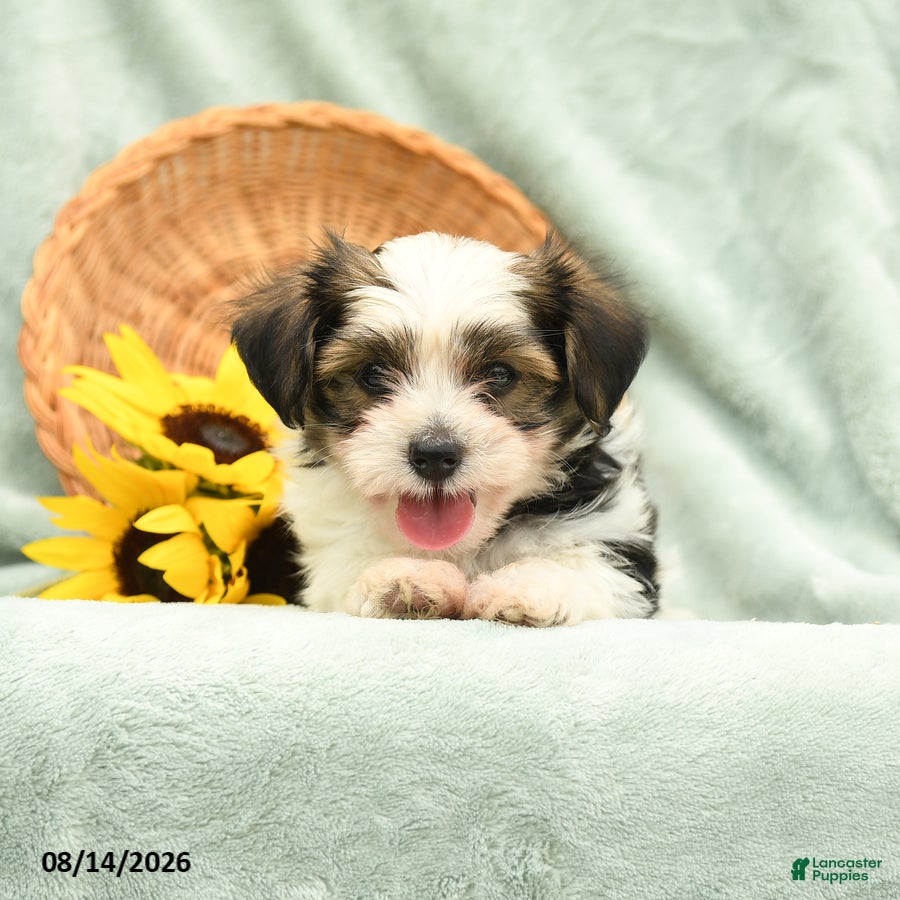 Havanese dogs Bouncer - Ad 2