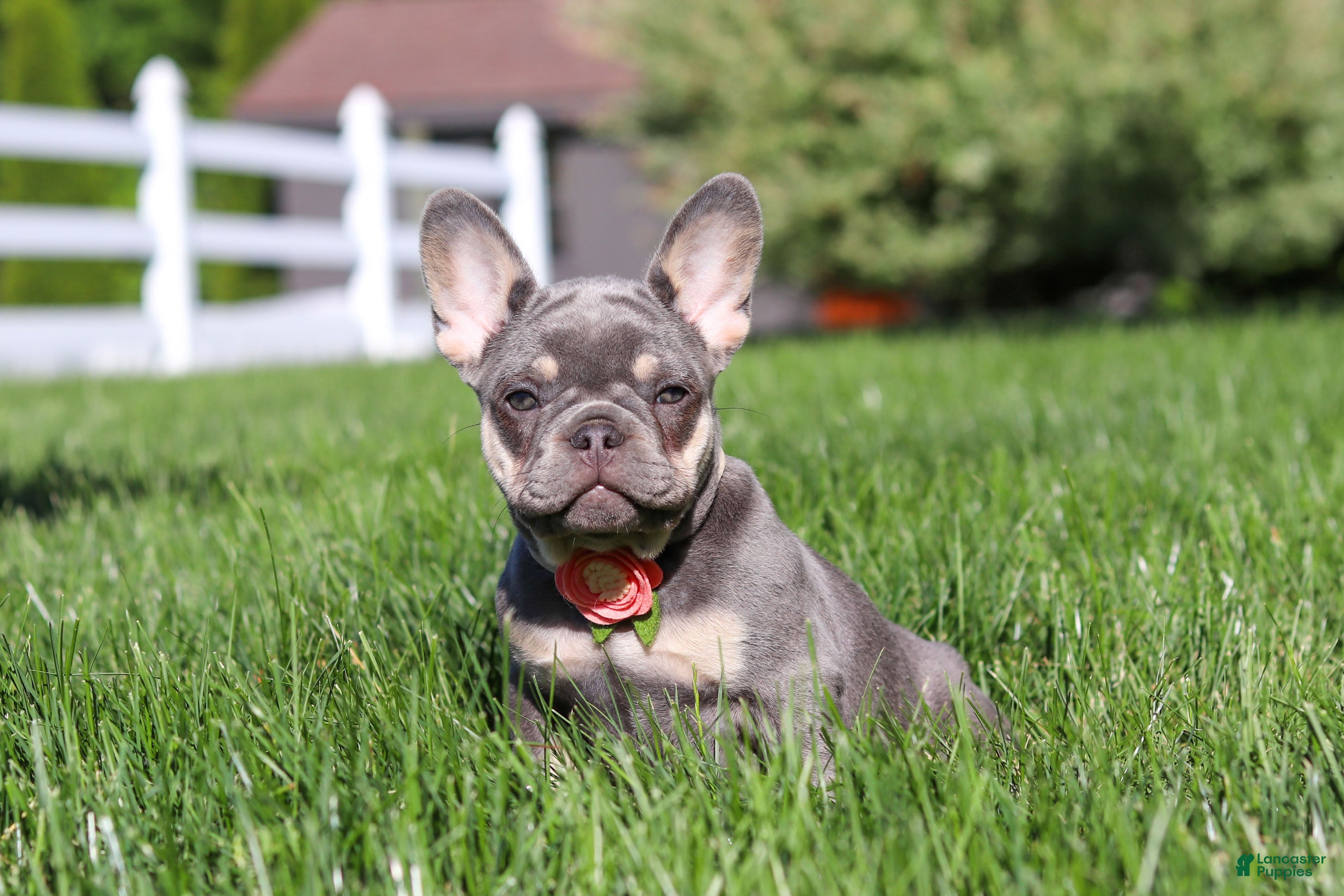 French Bulldog dogs for sale: Bailey - Ad 3